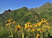 10 Arnica montana (Arnica) con Mincucco a sx e Ponteranica a dx